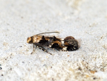 Mompha lacteella Copyright: Ben Sale