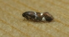 Antispila metallella.