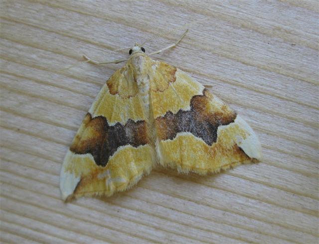 Barred Yellow. Copyright: Stephen Rolls