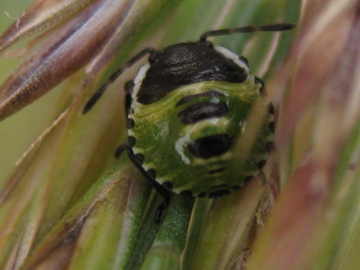 Green shield bug Copyright: Kim Prowse