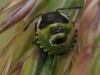 Green shield bug 