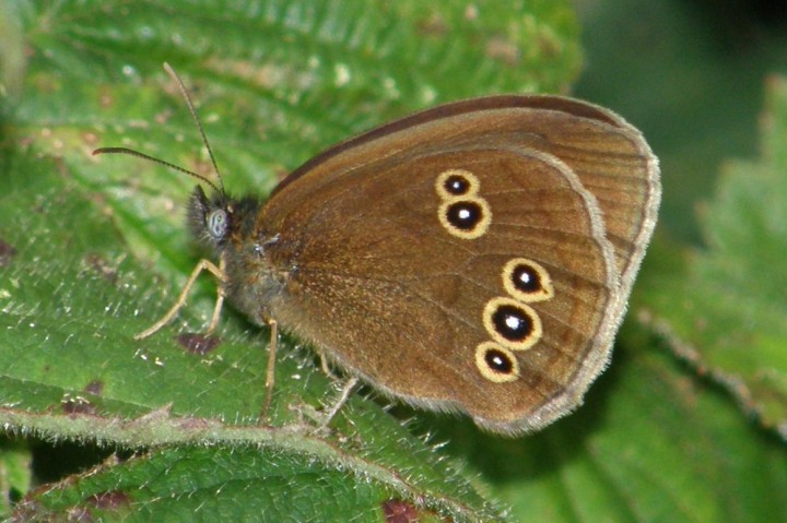 Ringlet Copyright: Sue Grayston