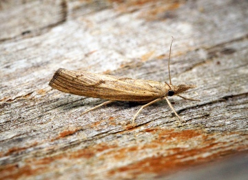 Pediasia contaminella Copyright: Ben Sale