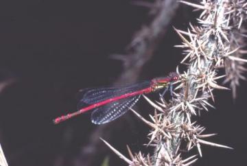 Ceriagrion tenellum Copyright: Peter Harvey