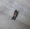 Chrysoclista linneella 2 Copyright: Stephen Rolls