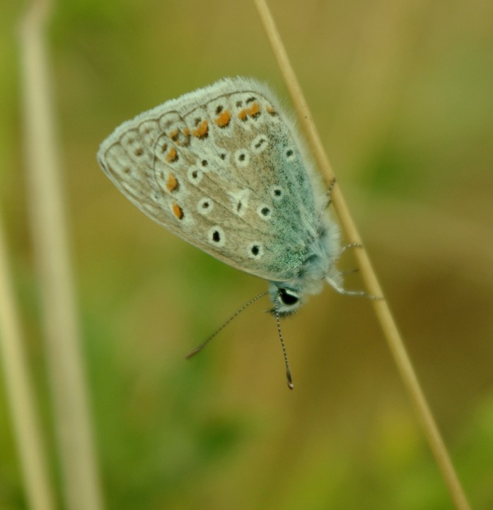 Common Blue - 20th August 2013 Copyright: Ian Rowing