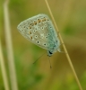 Common Blue - 20th August 2013 Copyright: Ian Rowing