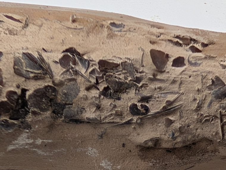 Chigwell Fossil Fish scales detail London Clay M11 Copyright: Mike Daniels Collection