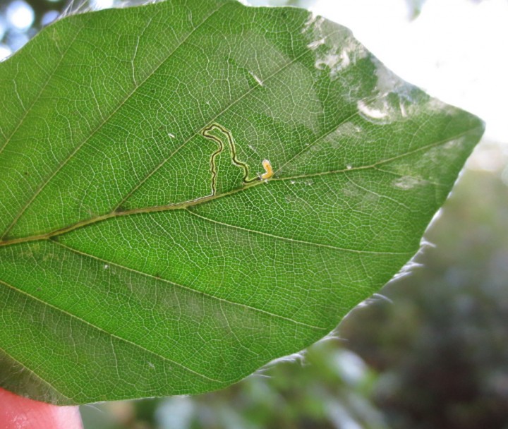 Stigmella tityrella Copyright: Stephen Rolls