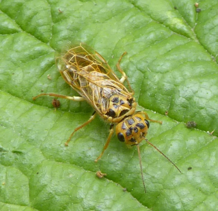 Pamphilius sylvarum Copyright: Yvonne Couch