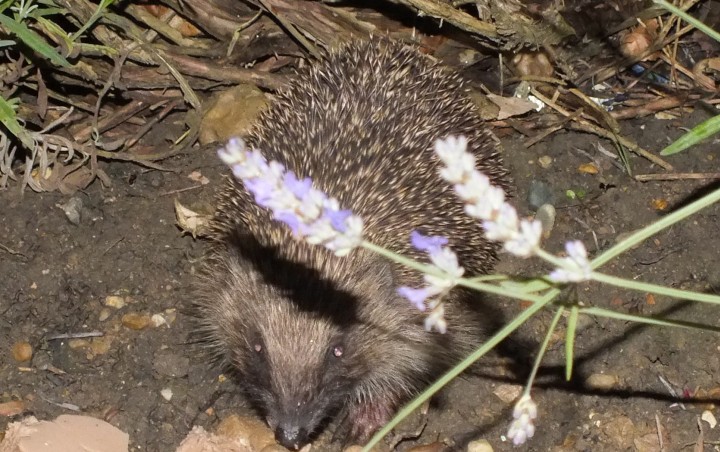 Hedgehog (Night Visitor) Copyright: Peter Pearson