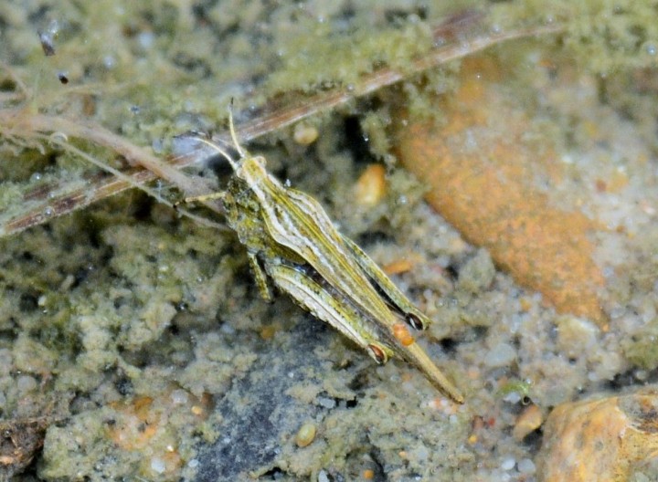 Tetrix subulata Copyright: David L Smith 26.04.2016