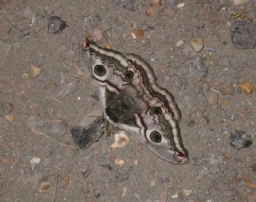 Emperor moth female Copyright: Malcolm Riddler