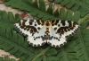 magpie Moth 10 