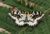 magpie Moth 10