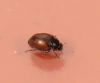 Scymnus suturalis