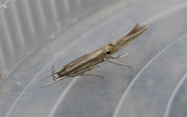 Cosmopterix lienigiella. Copyright: Stephen Rolls