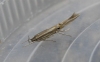 Cosmopterix lienigiella. Copyright: Stephen Rolls