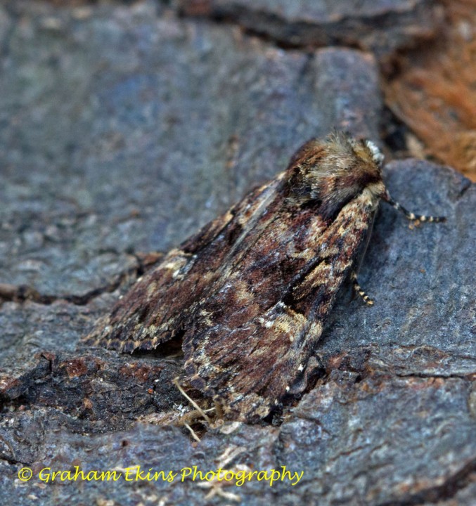 Clouded Brindle  Apamea epomidion Copyright: Graham Ekins