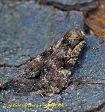 Clouded Brindle  Apamea epomidion Copyright: Graham Ekins