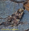 Clouded Brindle  Apamea epomidion Copyright: Graham Ekins