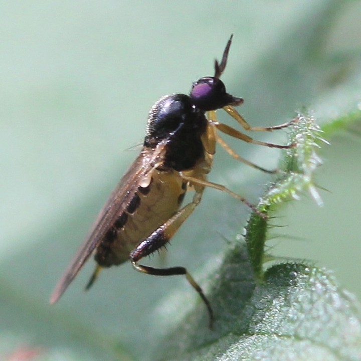 Oedalea flavipes (female lateral view) Copyright: Jeremy Richardson