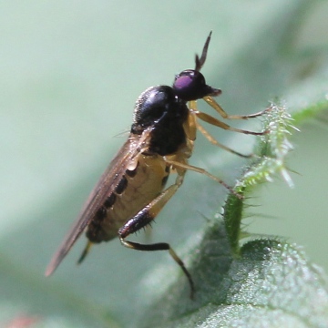 Oedalea flavipes (female lateral view) Copyright: Jeremy Richardson