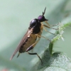 Oedalea flavipes (female lateral view)