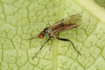 Hybos culiciformis Copyright: Peter Harvey