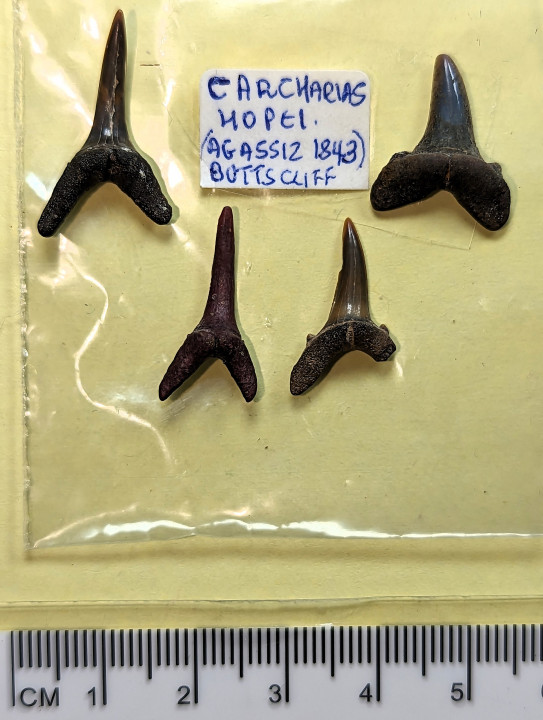 Carcharias hopei four sharks teeth Copyright: William George