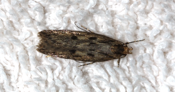 Hofmannophila pseudospretella Copyright: Peter Furze