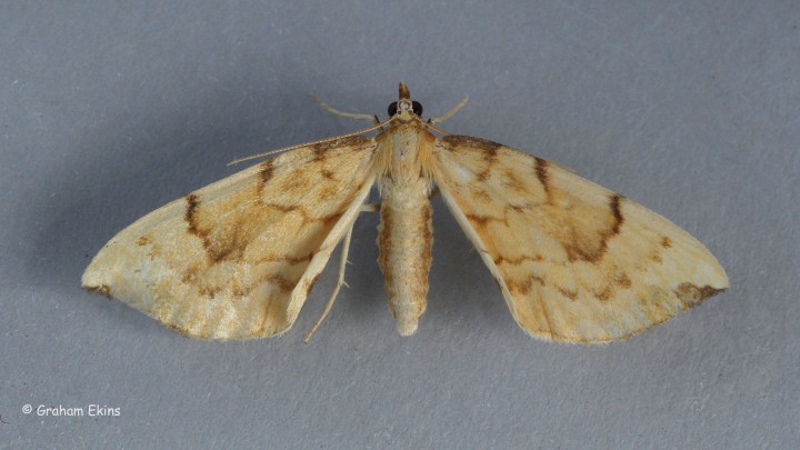 Gandaritis pyraliata   Barred Straw Copyright: Graham Ekins