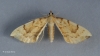 Gandaritis pyraliata   Barred Straw