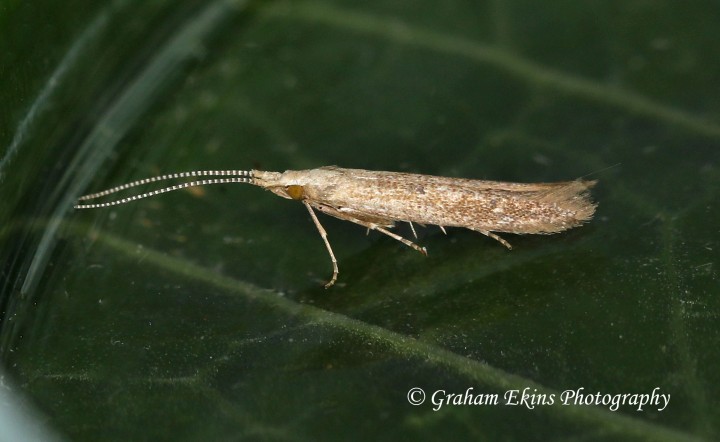 Coleophora salicorniae  GD Copyright: Graham Ekins