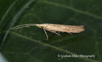 Coleophora salicorniae  GD Copyright: Graham Ekins