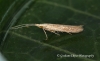 Coleophora salicorniae  GD