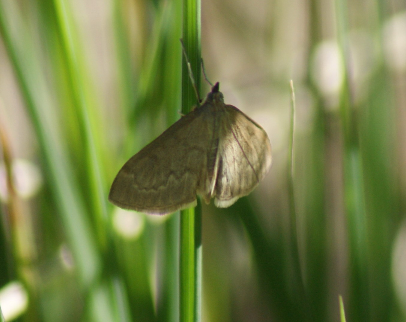 O. fuscalis Copyright: Robert Smith