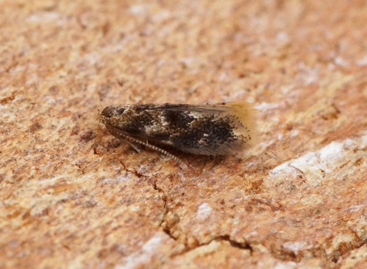 Bucculatrix ulmella 1 Copyright: Ben Sale