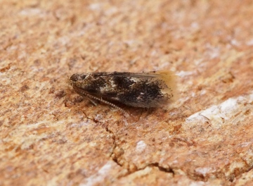 Bucculatrix ulmella 1 Copyright: Ben Sale