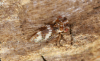 Ulopa reticulata 