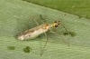 Dicyphus epilobii