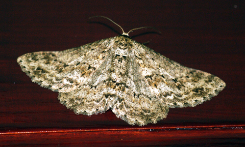 Engrailed 4 Copyright: Ben Sale