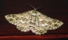 Engrailed 4