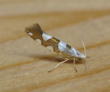 Argyresthia brockeella. Copyright: Stephen Rolls