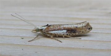 Ypsolopha parenthesella. Copyright: Stephen Rolls