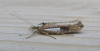 Ypsolopha parenthesella.