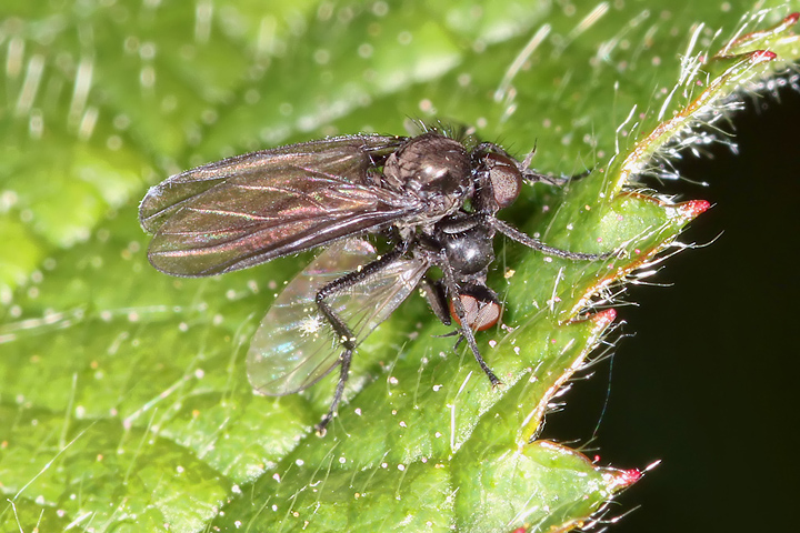 Hybotidae sp - 2 (8 May 2011) Copyright: Leslie Butler