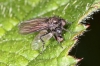 Hybotidae sp - 2 (8 May 2011) 