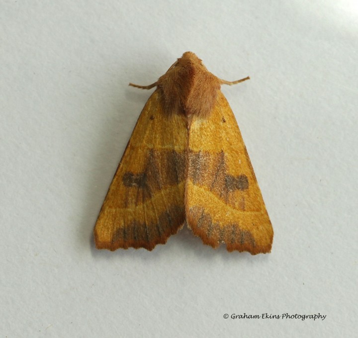 Centre-barred Sallow  Atethmia centrago 1 Copyright: Graham Ekins