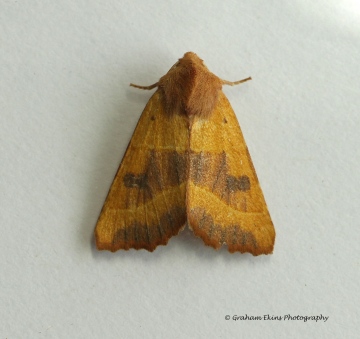 Centre-barred Sallow  Atethmia centrago 1 Copyright: Graham Ekins